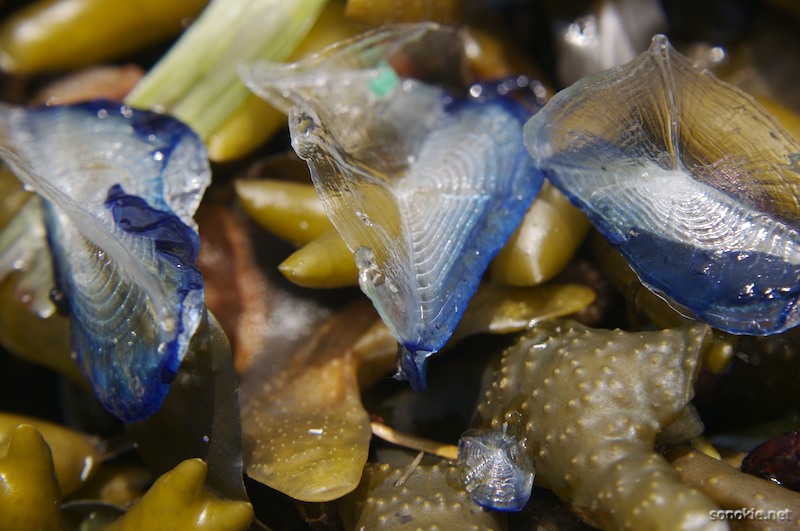 jelly things